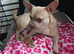 Bullhuahua Boys  French Bulldog Mam - Chihuahua Dad