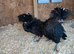 Black frizzle polish pullets