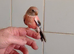 HAND-REARED BABY PINK BOURKE
