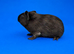 Dalmatian/roan guinea pig sow
