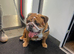 Stunning Traditional Red/White Female for Sale