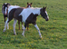 16hh mare