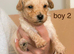 F1B Cavapoochon puppies 1 girl &1 boy left