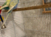 Pair of Rainbow budgies