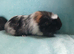 Pair of stunning boys boars needing a home