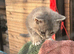 Selkirk Rex x