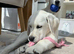 Labrador and Golden mix puppy