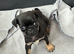 4 gorgeous Pug Puppies