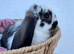 Giant pure bred French lop rabbits will be huge bunnies