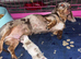 Cream dapple Miniature dachshund puppy