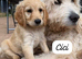 Beautiful Health Tested Goldendoodles ready now