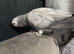 African Grey Parrot Tamed