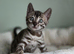 Fully Health Tested Bengal Kittens