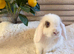 Friendly sweet mini lop girl ready now