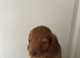 Long Haired Miniature Dachshund