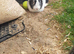 Sabrina the rabbit