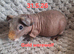 Female skinny sows. Babies and adults
