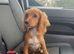 cocker spaniel girl puppy
