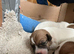 Jack Russell pups