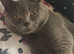 British shorthair and Scottish fold