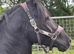 Sec D Stallion