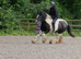 Madina the super Cob! 14.1hh