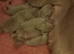 K c reg Weimaraner puppies