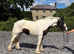 Stunning cob mare
