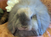 Mini lop