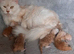 3-Year-Old White Maine Coon
