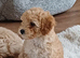 F1bb CAVAPOOCHON puppies