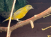 Pair black headed Siskins