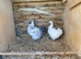 Pair of young silkies for sale
