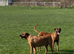 Rhodesian Ridgeback puppies looking for loving forever homes