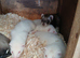 Young kits for sale