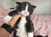 Kittens for sale &pound;50