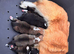 Kc Pembroke corgi puppies