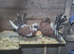 Pair of red fantails
