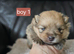 6 beautifull pomeranian baby's