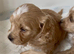 F1 Maltipoo Puppies Extensively DNA Lab Tested Parents