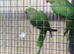 Indian ringneck girl