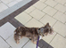 VISUAL FLUFFY ISABELLA N TAN MERLE STUD DUTIES AVAILABLE