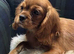 Kennel Club registered ruby Cavalier King Charles spaniel BOY puppies available.  Parents both health tested.