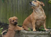Norfolk Terrier Cross Puppies