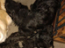 Temperament assessed, part trained Labradoodle boy puppies.