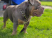 OEB STUD ZINO