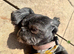 3 year old female dog