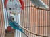 Pair of young budgies