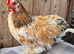 Pekin bantam cockeril
