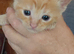 Brothers kittens